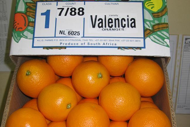 Valencia-Oranges-in-South-Africa